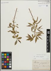Foto von Salix alba L. x Salix fragilis L.